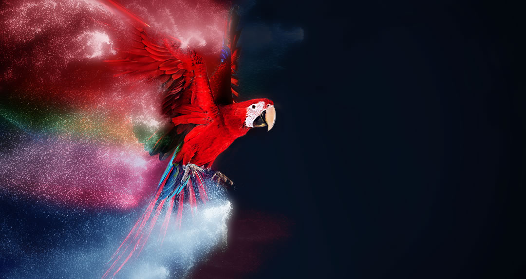 Polly print and packaging Ltd Parrot